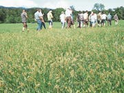 Die Borstenhirse breitet sich flächendeckend aus. (Bild: Paul Küchler (Giswil, 19. September 2018))