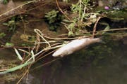 Fischsterben: Wegen des verdreckten Wassers erhielten die Tiere keinen Sauerstoff. (Bild: Urs Müller)