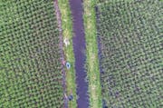 Landwirte arbeiten in den Reisfeldern in verfärbtem, wohl von der Textilindustrie verschmutztem Wasser. (Bild: Eko Siswono Toyudho/Getty (Sukamaju, 15. März 2018))