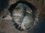 Die europäische Wildkatze breitet sich in der Schweiz wieder aus. Sie unterscheidet sich von der Hauskatze durch ihr dickes braunes Fell und die schwarzen Ringe. (Bild: KEYSTONE/AP/FRANK AUGSTEIN)