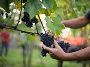 Das Schweizer Volk will keine Experimente in der Landwirtschaftspolitik. Es hat die beiden Agrarinitiativen wuchtig verworfen. (Bild: KEYSTONE/GIAN EHRENZELLER)