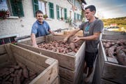 Konrad und Matthias Hagen sortieren auf ihrem Hof in Wilen bei Neunforn Süsskartoffeln. (Bild: Reto Martin)