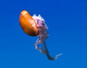 Jelly Fish in the ocean