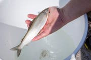 Nicht nur im Kanton Luzern setzte der Hitzesommer den Äschen zu - auch im Baselbiet, wo diese tote Äsche aus dem Rhein gefischt wurde. (Bild: Keystone/Melanie Duchene (6. August 2018))