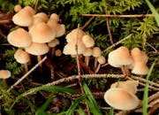 Ein Idyll wie aus dem Bilderbuch: Pilze auf dem bemoosten Waldboden. (Leserbild: Hans Adelmann - 6. August 2014)