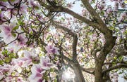 Eine der Thurgauer Stärken im Tourismus: Die Landschaft mit den blühenden Bäumen. (Bild: Andrea Stalder)
