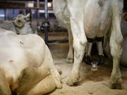 Der Nationalrat setzt ein Zeichen für den gebeutelten Milchmarkt und unterstützt drei Standesinitiativen, die eine Mengensteuerung verlangen. (Bild: KEYSTONE/GIAN EHRENZELLER)