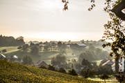 Der Thurgau hat auch im Herbst zumindest optisch viel zu bieten. Im Bild der morgendliche Blick über Hagenwil. (Bild: Thi My Lien Nguyen)