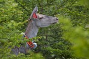 Diese Hirschkuh wurde für das Forschungsprojekt «Rothirsch in der Ostschweiz» besendert. (Bild: Markus P. Stähli/wildphoto.ch)