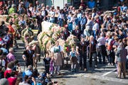 Dieses Bild darf sich am kommenden Samstag wiederholen: In Schüpfheim werden die Älplerfamilien begrüsst. (Bild: Roger Grütter, 24. September 2016)