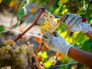 Astscheren im Einsatz: In Puidoux hoch über dem Genfersee ernten die Waadtländer Chasselas-Trauben. (Bild: Keystone/VALENTIN FLAURAUD)