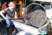 Rahel Schwyter führt die Trauben der Abbeermaschine zu; Saft und Maische werden in die Tanks im Hintergrund gepumpt.(Bild: Rudolf Hirtl)