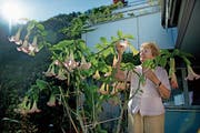 Romy Schellenberg Risi hat auf dem Balkon eine Engelstrompete mit über 60 Blüten. (Bild: Corinne Glanzmann (Hergiswil, 25. September 2018))