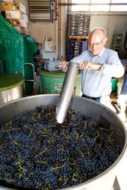 Weinfachmann Hans Frei nimmt eine Probe und kontrolliert mit dem Refraktometer den Zuckergehalt der Pinot noir-Trauben. (Bild: Rudolf Hirtl)