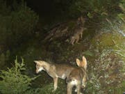 Ein Jungwolf ist in Graubünden in den Tod gestürzt. Ob es sich um ein Tier aus dem Calandarudel (Archivbild) handelt, ist unklar. (Bild: KEYSTONE/AMT FUER JAGD UND FISCHEREI GR)