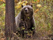 Der Grizzlybär steht im Yellowstone-Nationalpark wieder unter Schutz. (Bild: KEYSTONE/AP Montana Fish, Wildlife and Parks)