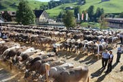 Auf dem Kronenplatz in Urnäsch versammelte sich Vieh und Volk. (Bild: Claudio Weder)