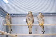 In der Wildpflegestation im Naturmuseum werden auch Falken wieder aufgepäppelt. (Bild: Claudio Heller)