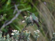 Schillernde blaue Federn am Hals sind das Merkmal der in Ecuador neu entdeckten Kolibri-Art. (Bild: KEYSTONE/EPA INABIO/INABIO HANDOUT)