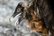 Bartgeier Fredueli bei der Auswilderung im Wildtierschutzgebiet Huetstock auf der Melchsee-Frutt. (Bild: Keystone/Alexandra Wey, 17. Juni 2018)