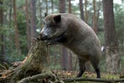 Halali! Das Wildschweinschnitzel gehört zum Herbst wie die Pilze. (Bild: PD)