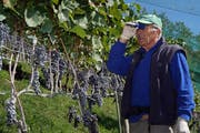 Winzer Gusti Planzer-Imhof stellt hocherfreut fest, dass seine Blauburgundertrauben dieses Jahr einen ausserordentlich guten Qualitätsstandard aufweisen. (Bild: Franz Imholz (Bürglen, 26. September 2018))