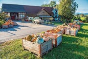 Der Hof der Familie Rohner verwandelt sich wieder in ein Kürbisparadies. (Bild: Urs Bucher)