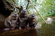Den Bibern gefällt es im Thurgau. Freiwillige haben 140 Biberreviere erfasst. (Bild: PD/Christian Kutschenreiter)