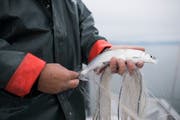 Fisch ist gut fürs Gehirn. (Bild: Keystone /Gian Ehrenzeller)