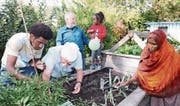 Migranten und Einheimische arbeiten gemeinsam (von links): Agos Mogos aus Eritrea, Paul Ackermann (Präsident Verein Vitas), Albert Egger (Kassier Verein Vitas) und Bule Kaltu aus Somalia mit Tochter Ramla. (Bild: Susi Miara)