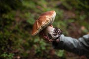 Der Naturverbundene sucht sie im Wald, der Foodie auf dem Markt. (Bild: Keystone/Gian Ehrenzeller)