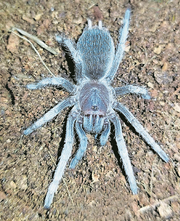 Vogelspinne «Stichoplastoris asterix» (Bild: PD)