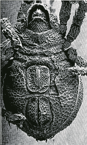 Hornmilbe «Darthvaderum». (Bild: PD)