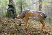 Unblutige Jagd: Beim 3D-Bogenschiessen geht es um die Zielgenauigkeit, nicht die Trophäe. (Bild: Philipp Schmidli (Mörlialp, 29. September 2018)