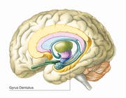 Die Angst sitzt im Gyrus Dentatus.