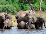 Tierschützer warnen, die Jagd auf Botswanas Elefanten sei besorgniserregend für die Erhaltung der Art. Bisher galt das Land noch als sicherer Hafen für die Dickhäuter. (Bild: KEYSTONE/AP/CHARMAINE NORONHA)