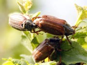 Nicht nur Bienen, sondern auch andere Insekten scheinen zunehmend auszusterben. Wie gross das Ausmass in der Schweiz und wieso die Tiere aussterben, ist noch unerforscht. Mehrere Organisationen lancieren daher eine Petition zur wissenschaftlichen Aufklärung des Insektensterbens. (Bild: KEYSTONE/URS FLUEELER)