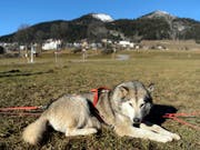 Bei den beschlagnahmten Hunden handelt es sich um solche Huskys. (Bild: KEYSTONE/LAURENT GILLIERON)