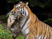 Im Juli 2011 trägt Amurtigermutter Elena im Gehege des Zürcher Zoos eines ihrer Jungen im Fang. (Bild: KEYSTONE/STEFFEN SCHMIDT)
