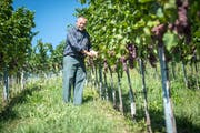 Winzer Peter Felder aus der Egg in Amriswil prüft die Trauben der Sorte Souvignier-Gris, die demnächst gelesen wird. (Bild: Reto Martin)