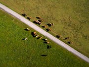 Hirte in Schwierigkeiten: Eine ukrainische Kuherde ist nach Weissrussland ausgebüxt und hat ihrem Hirten eine Festnahme beschert. (Bild: KEYSTONE/VALENTIN FLAURAUD)