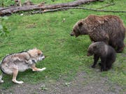 Wer wars? Spuren bei toten Schafen im Kanton Uri könnten von Wolf oder Bär stammen. (Bild: KEYSTONE/EPA DPA/UWE ZUCCHI)