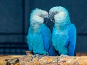 Der Spix-Ara existiert nur noch in Gefangenschaft. In freier Wildbahn, gilt der aus dem Animationsfilm «Rio» bekannte Vogel als ausgestorben. (Bild: KEYSTONE/APA/ZB/PATRICK PLEUL)