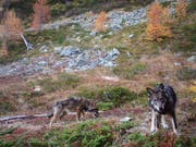 Gibt es gemäss Walliser Regierung nicht mehr: Zwei Wölfe des Augstbord-Rudels in einem Foto vom November 2016. (Bild: KEYSTONE/GRUPPE WOLF SCHWEIZ GWS)
