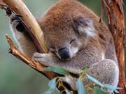 Der WWF warnt vor dem Aussterben der Koalas im australischen Staat New South Wales. (Bild: KEYSTONE/APA/WWF/WARWICK SLOSS)