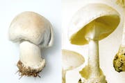 Links ist der bekömmliche Wiesenchampignon abgebildet, rechts der tödliche Frühlings-Knollenblätterpilz. (Bild: Getty, PD)