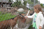 Das Tiergehege im Jöchler lockt viele Besucher an. (Bild: Daniel Frischherz)