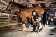 Lee-Roy Ruf ist Hufschmied und Swiss-Skills-Kandidat. (Bilder Boris Bürgisser, 7. September 2018, Langnau bei Reiden)