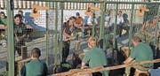 Die Wettkämpfer werden genau beobachtet: von den Kampfrichtern an den Tischen und von ihren Betreuern hinter dem Schutzgitter. (Bilder: Robert Hess (Alpnach, 8. September 2018))