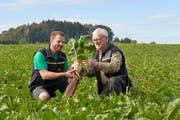 Martin und Anton Waelti erwarten eine durchschnittliche Ernte. Schweizweit wird sie aber wohl geringer ausfallen. (Bild: Donato Caspari)